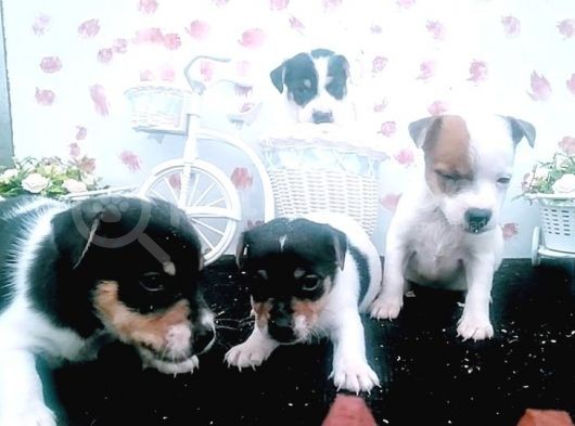 Kısa Bacak Jack Russel Bebeklerde Dip Fiyat görsel