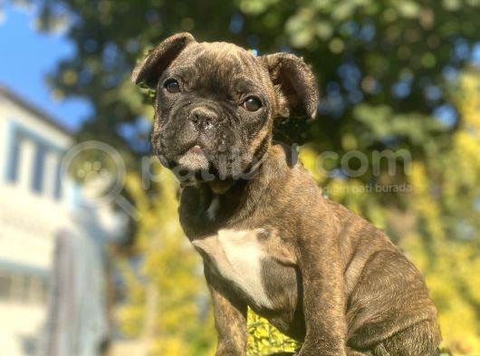 Bri̇ndle French Bulldog Yavrularimiz