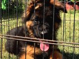 Secereli̇ Uzun Tüylü Alman Secereli̇ Uzun Tüylü Alman Çoban Köpeği̇ Yavrumuz i̇ Yavrumuz