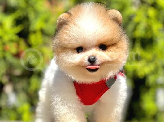 Safkan Teddy Face Pomeranian Boo Yavruları