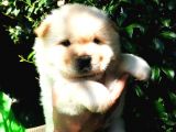 Chow chow yavrular