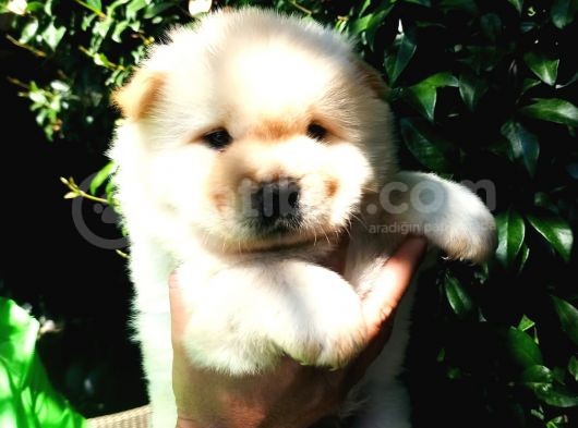 Chow Chow Yavrular