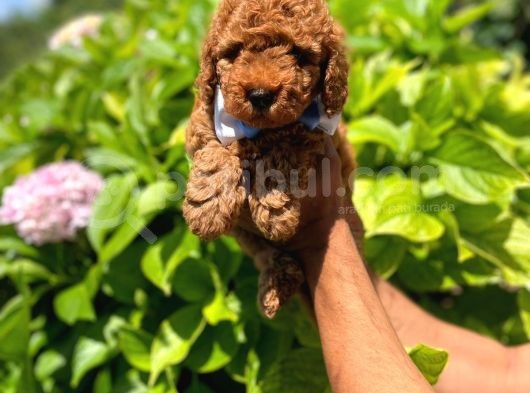 Toy Poodle Anne Altından görsel