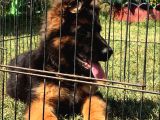 Secereli̇ Uzun Tüylü Alman Secereli̇ Uzun Tüylü Alman Çoban Köpeği̇ Yavrumuz İ Yavrumuz