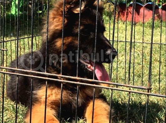 Secereli̇ Uzun Tüylü Alman Secereli̇ Uzun Tüylü Alman Çoban Köpeği̇ Yavrumuz İ Yavrumuz görsel