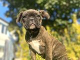 Bri̇ndle French Bulldog Yavrularimiz