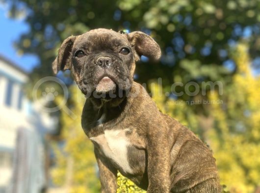 Bri̇ndle French Bulldog Yavrularimiz görsel
