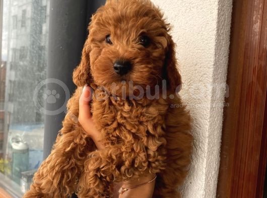 Ev Ortamında Büyüyen Toypoodle Bebeklerimiz görsel