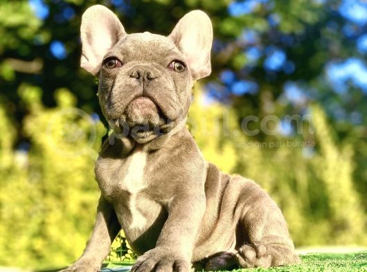 Egzoti̇k Blue French Bulldog Bebeği̇mi̇z