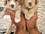 Maltipoo Yavrular