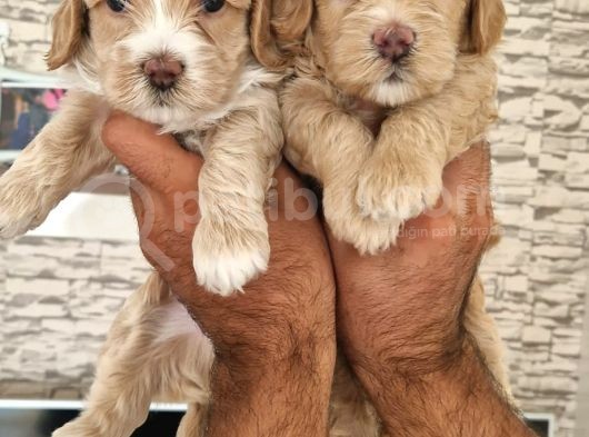 Maltipoo Yavrular görsel