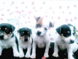 Kısa Bacak Jack Russel Bebeklerde Dip Fiyat