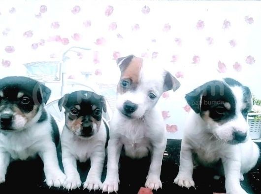 Kısa Bacak Jack Russel Bebeklerde Dip Fiyat