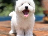 Show Kalite Maltese Terier Bebekler