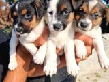 Jack Russel Yavrular
