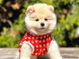 Safkan Teddy Face Pomeranian Boo Yavruları