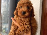 Ev Ortamında Büyüyen Toypoodle Bebeklerimiz