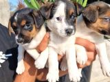 Jack Russel Yavrular