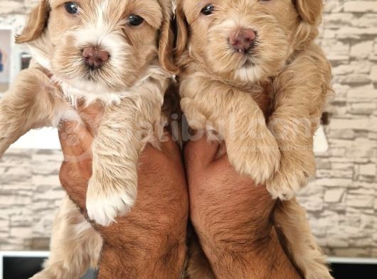 Maltipoo Yavrular görsel