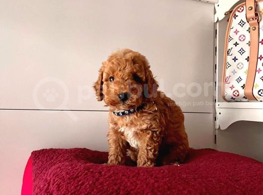 Orji̇nal Toy Poddle görsel