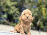 Bebek Yüzlü Di̇şi̇ Poodle Bebeği̇mi̇z