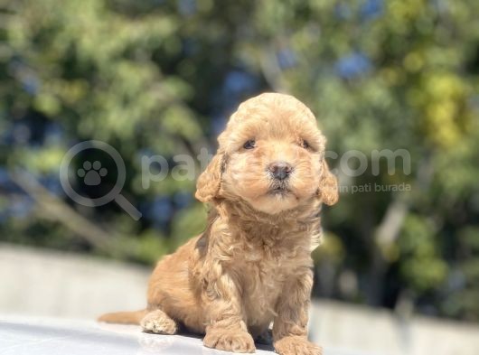Bebek Yüzlü Di̇şi̇ Poodle Bebeği̇mi̇z
