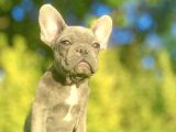Egzoti̇k Blue French Bulldog Bebeği̇mi̇z