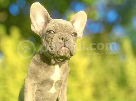 Egzoti̇k Blue French Bulldog Bebeği̇mi̇z görsel