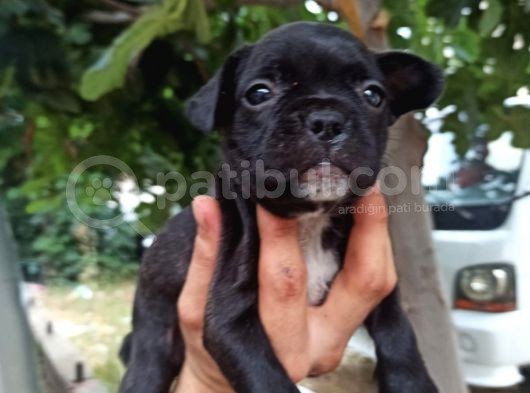 French Bulldog Yavrular görsel