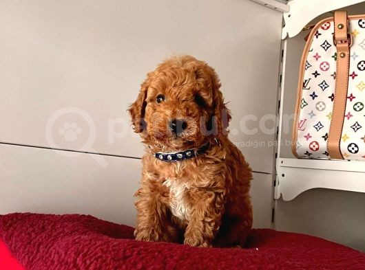 Orji̇nal Toy Poddle görsel