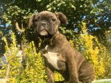 Bri̇ndle French Bulldog Yavrularimiz