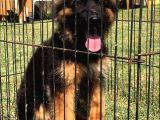 Secereli̇ Uzun Tüylü Alman Secereli̇ Uzun Tüylü Alman Çoban Köpeği̇ Yavrumuz İ Yavrumuz