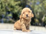 Bebek Yüzlü Di̇şi̇ Poodle Bebeği̇mi̇z