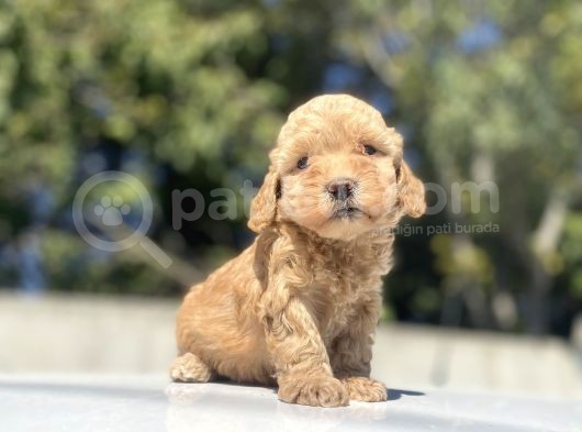 Bebek Yüzlü Di̇şi̇ Poodle Bebeği̇mi̇z görsel