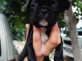 French Bulldog yavrular