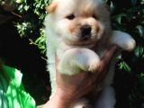 Chow Chow Yavrular