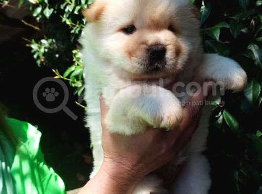 Chow Chow Yavrular görsel