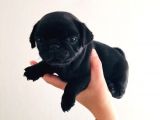 Orjinal Pugmops Siyah Yavrularım