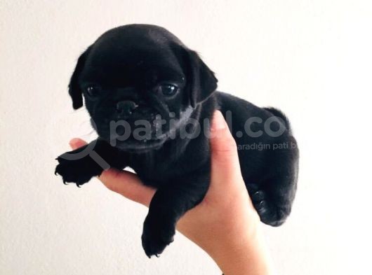 Orjinal Pugmops Siyah Yavrularım görsel
