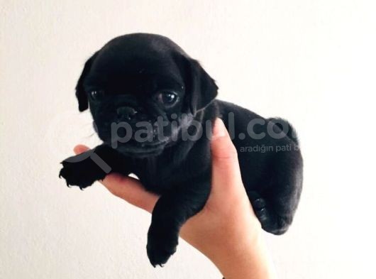 Orjinal Pugmops Siyah Yavrularım görsel