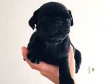 Orjinal PugMops Siyah Yavrularım