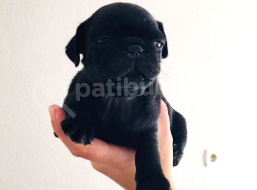Orjinal Pugmops Siyah Yavrularım