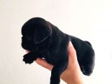 Orjinal Pugmops Siyah Yavrularım