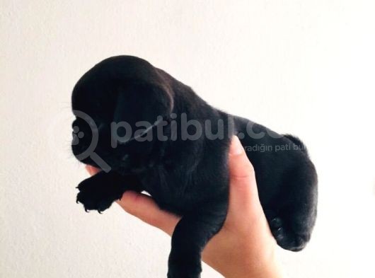 Orjinal Pugmops Siyah Yavrularım görsel