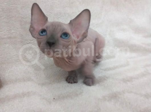 Muhteşem Irk Tüysüz Kedi Yavruları görsel