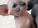 Muhteşem Irk tüysüz kedi yavruları