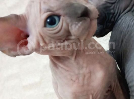 Muhteşem Irk Tüysüz Kedi Yavruları