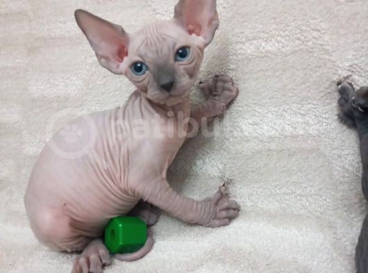 Muhteşem Irk Tüysüz Kedi Yavruları görsel