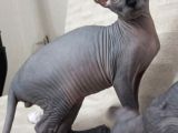Muhteşem Irk Tüysüz Kedi Yavruları