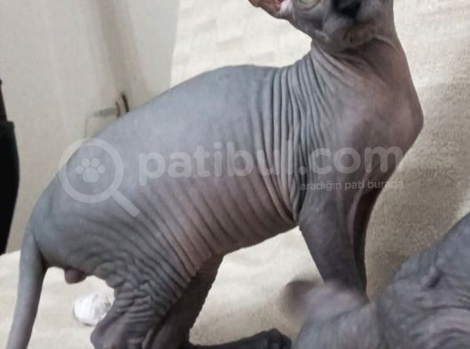 Muhteşem Irk Tüysüz Kedi Yavruları görsel